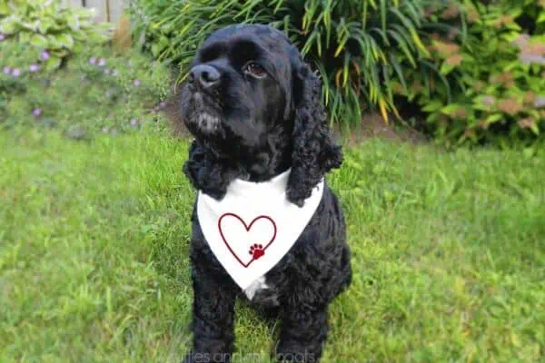 Horizontal image of a black Cocker Spaniel in front of a garden wearing a white dog bandana with a heart svg with a paw.