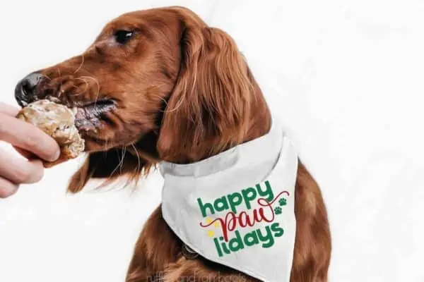 Horizontal image of a dog eating a treat wearing a happy pawlidays bandana made with red, yellow, and green vinyl.